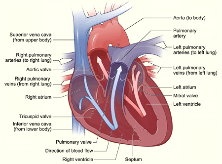 heart_interior